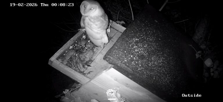 Barn Owl 19.02.2026