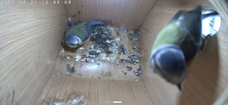 Blue Tit 21.02.2026 New Visitor