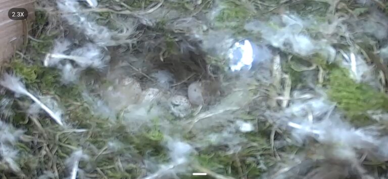 Bluetit – Eggs 24.04.2026