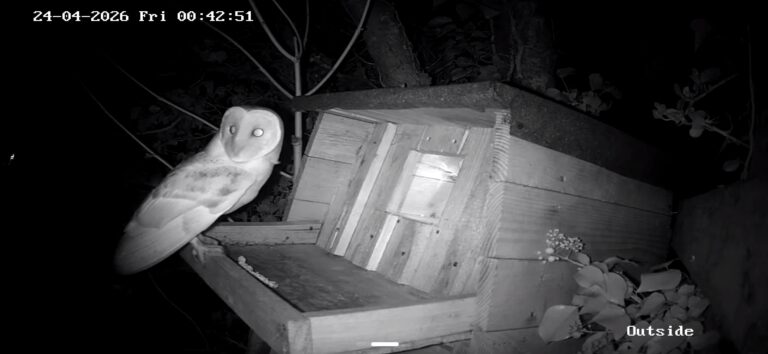 Barn Owl 24.04.2026